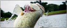 Lures Bait 