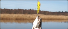 Lures Bait 